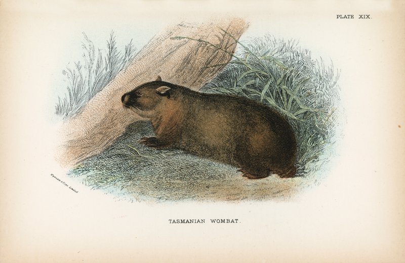 Tasmán Wombat alkotó: English School