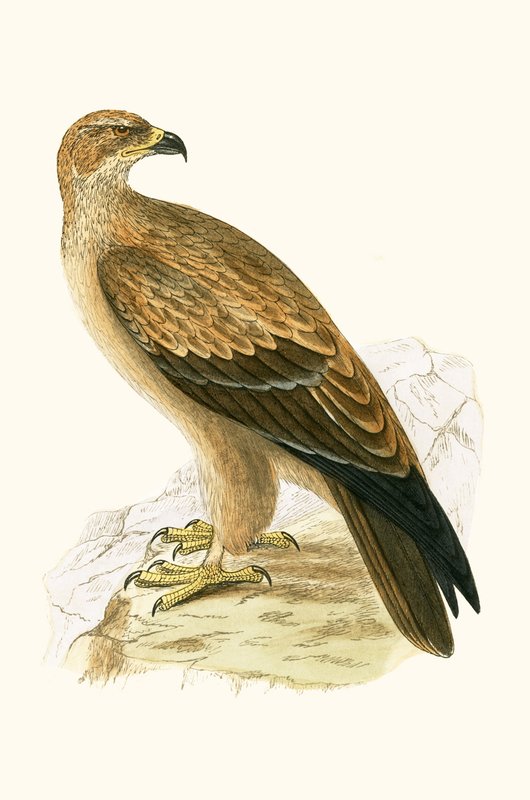 Tawny Eagle, illusztráció Charles Robert Bree (1811-86) „A History of the Birds of the Birds of Europe Not Observed in the British Isles” című művéből, 1867-ben megjelent alkotó: English School
