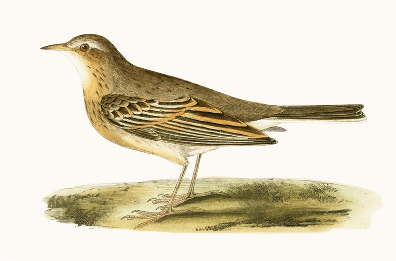 Tawny Pipit, Charles Robert Bree (1811-86) „A History of the Birds of the Birds of Europe Not Observed in the British Isles” című művéből, amely 1867-ben jelent meg. alkotó: English School