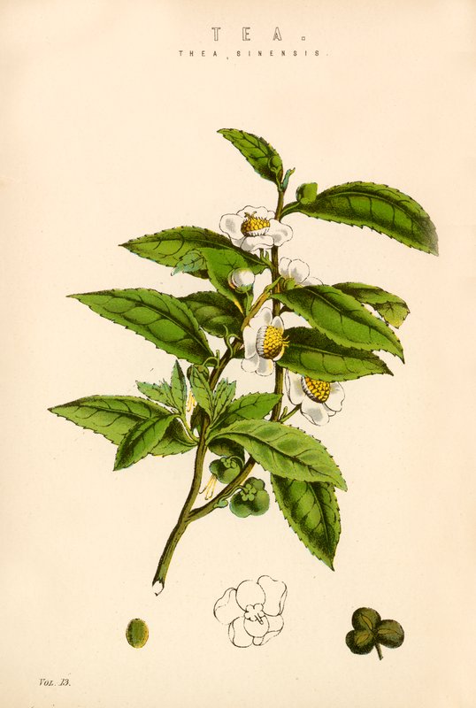 Tea alkotó: English School
