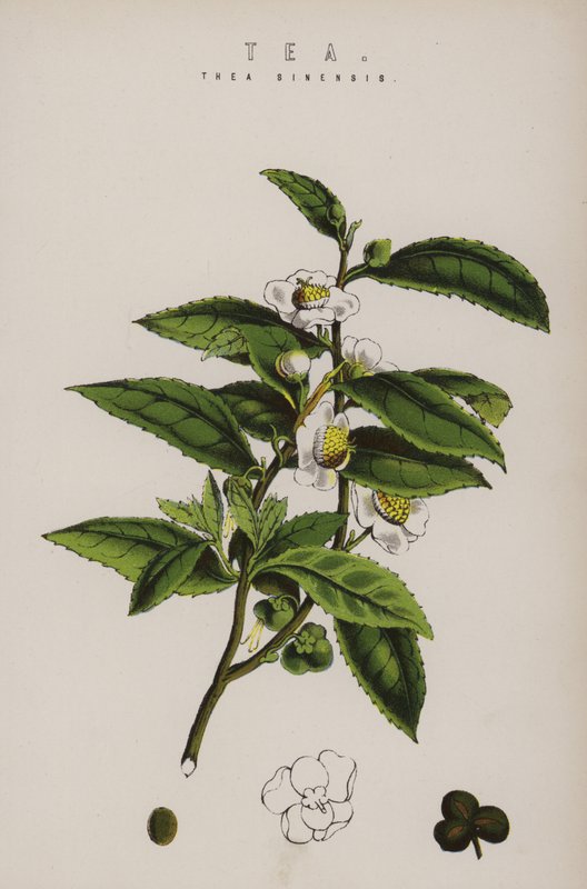 Tea növény alkotó: English School