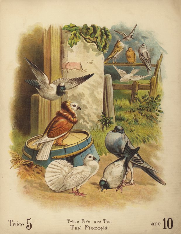 Tíz galamb (chromolitho) alkotó: English School