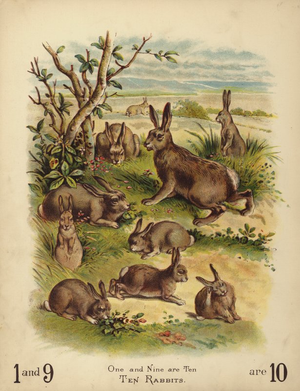 Tíz nyúl (chromolitho) alkotó: English School
