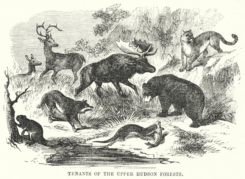 A felső Hudson-erdők bérlői (metszet) alkotó: English School