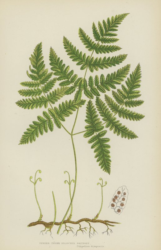Tender Three Branched Polypody (színes litográfia) alkotó: English School