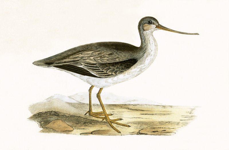 Terek Godwit, illusztrációja Charles Robert Bree (1811-86) „Európa madarainak története, amelyeket nem figyeltek meg a Brit-szigeteken” című művéből, 1867-ben. alkotó: English School