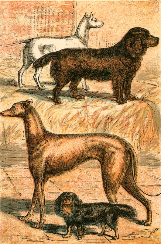Terrier, spániel, agár és király Károly spániel alkotó: English School
