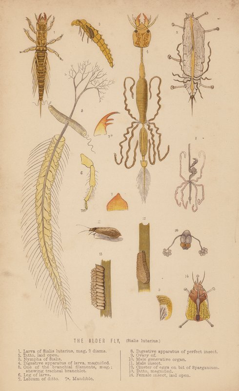 Az égerlégy, Sialis lutarius (litho) alkotó: English School