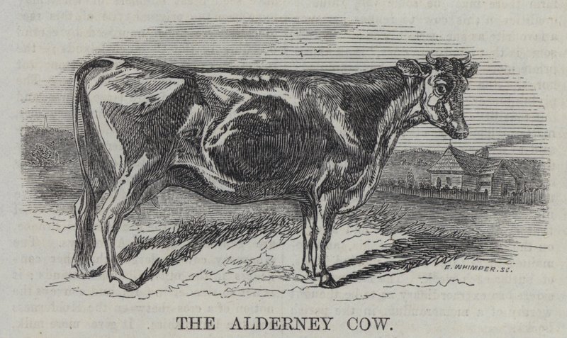 Az Alderney tehén (metszet) alkotó: English School