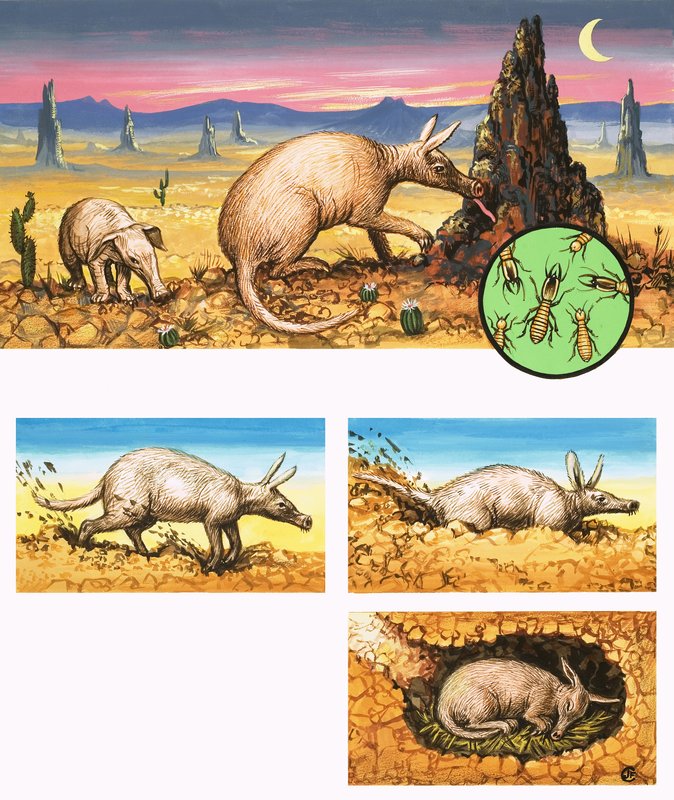 A csodálatos Aardvark alkotó: English School