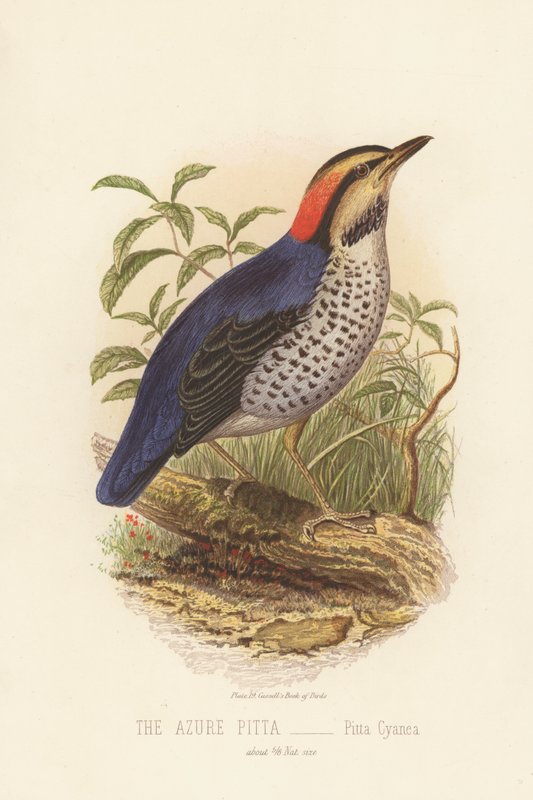Az Azure Pitta, Pitta Cyanea (színes litó) alkotó: English School