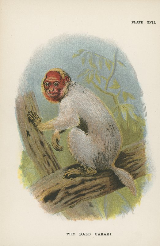 A Kopasz Uakari alkotó: English School