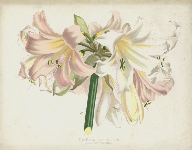 The Bland Amaryllis, Amaryllis Blanda alkotó: English School