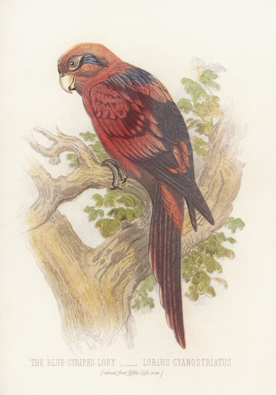 A kék csíkos lóri, Lorius Cyanostriatus (színes litó) alkotó: English School