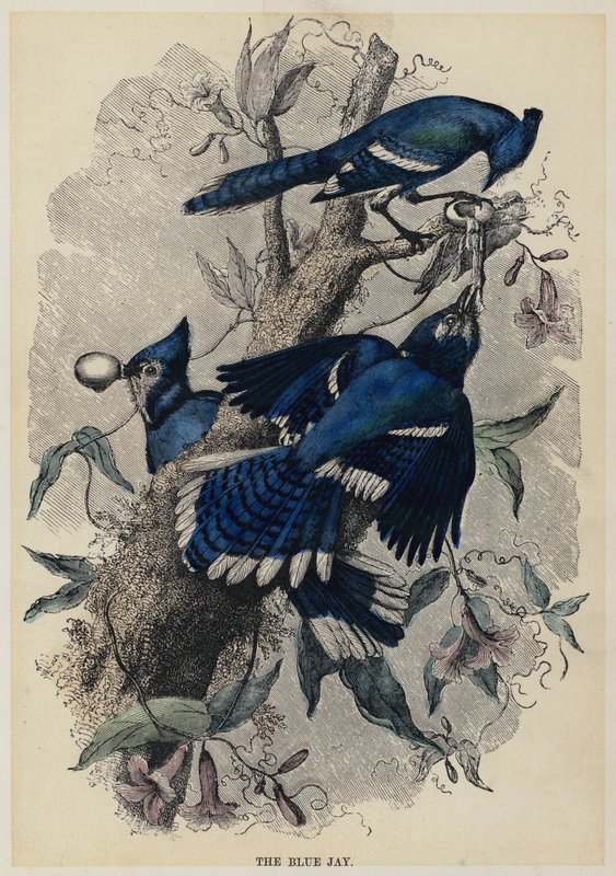 The Blue Jay (színes metszet) alkotó: English School