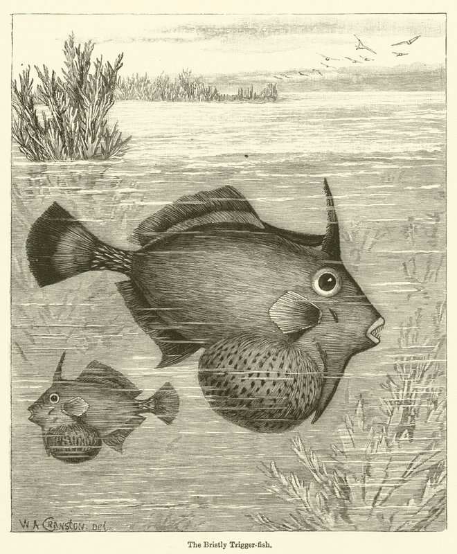 The Bristly Trigger-fish (metszet) alkotó: English School