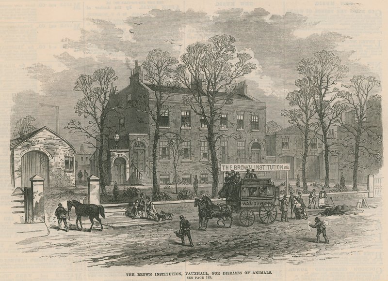 A Brown Institution, Vauxhall, állatbetegségek kezelésére alkotó: English School