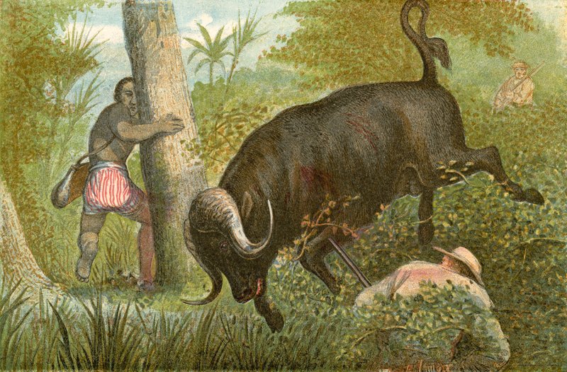 The Buffalo – „Csodálatos menekülés” alkotó: English School