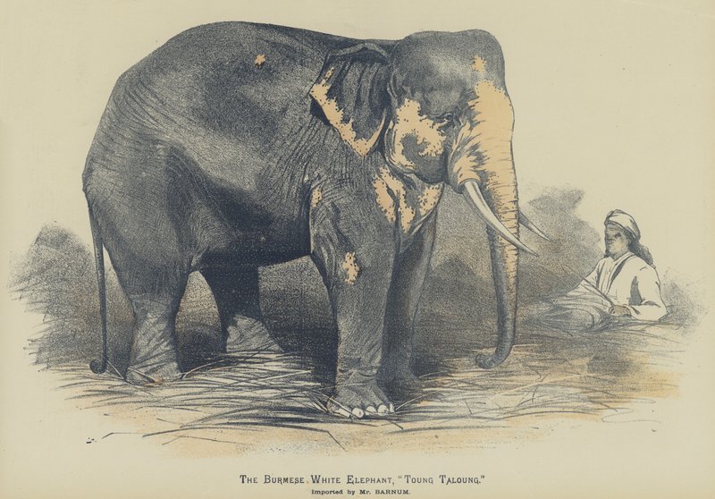 A burmai fehér elefánt, "Toung Taloung", Barnum úr importálta (színes litho) alkotó: English School