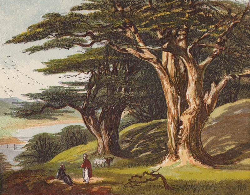 A libanoni cédrusok (színes litográfia) alkotó: English School