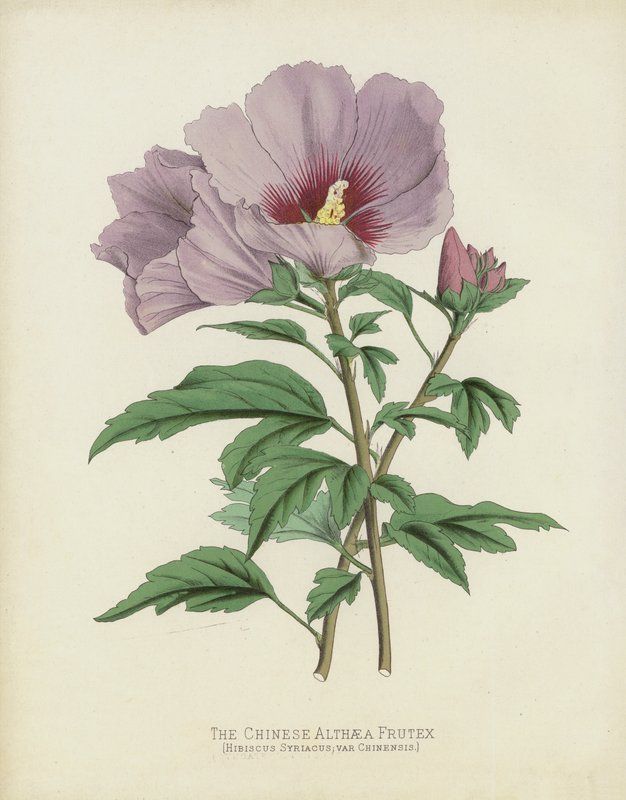 A kínai Althaea Frutex, Hibiscus Syriacus; var Chinensis alkotó: English School