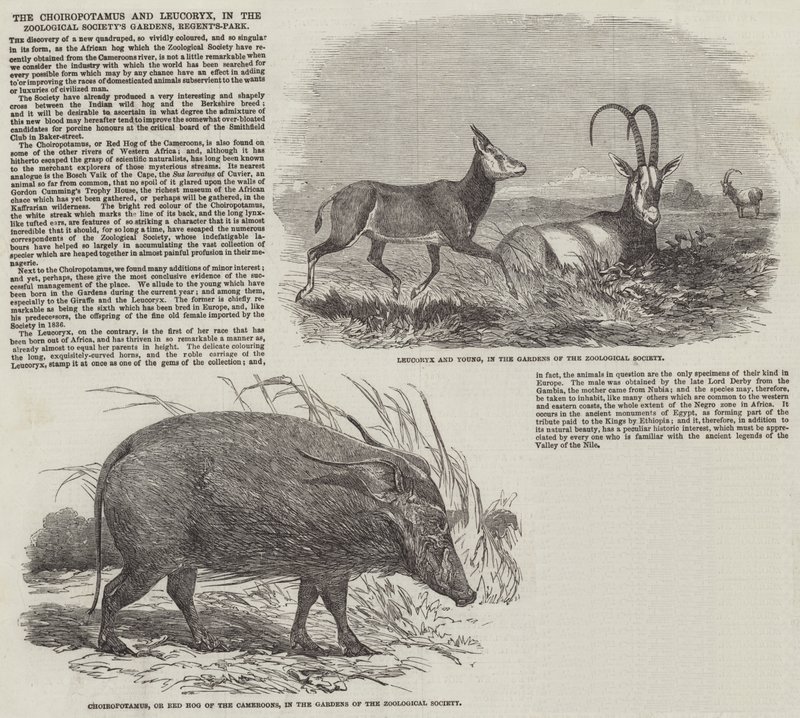 A Choiropotamus és a Leucoryx, az Állattani Társaság kertjében, a Regent
