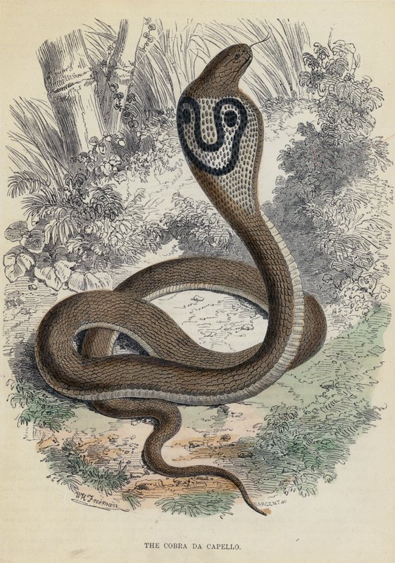 A Cobra Da Capello (színes metszet) alkotó: English School