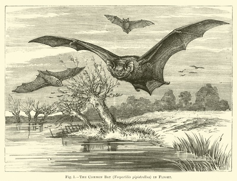 A közönséges denevér, Vespertilio pipistrellus, repülés közben alkotó: English School