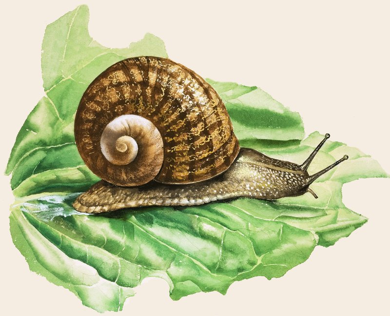 A közönséges kerti csiga, illusztráció a 