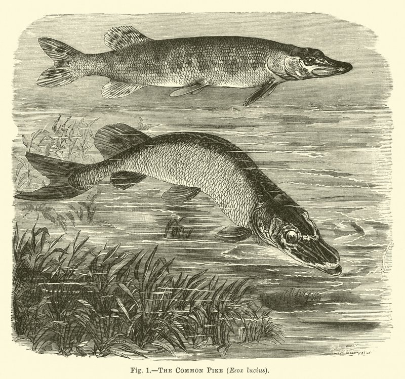 A közönséges csuka, Esox lucius alkotó: English School