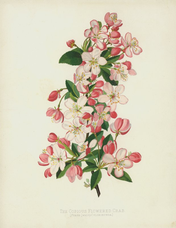 The Copious Flowered Crab, Pyrus (Malus) Floribunda alkotó: English School