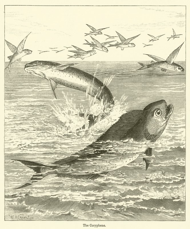 A Coryphene (metszet) alkotó: English School