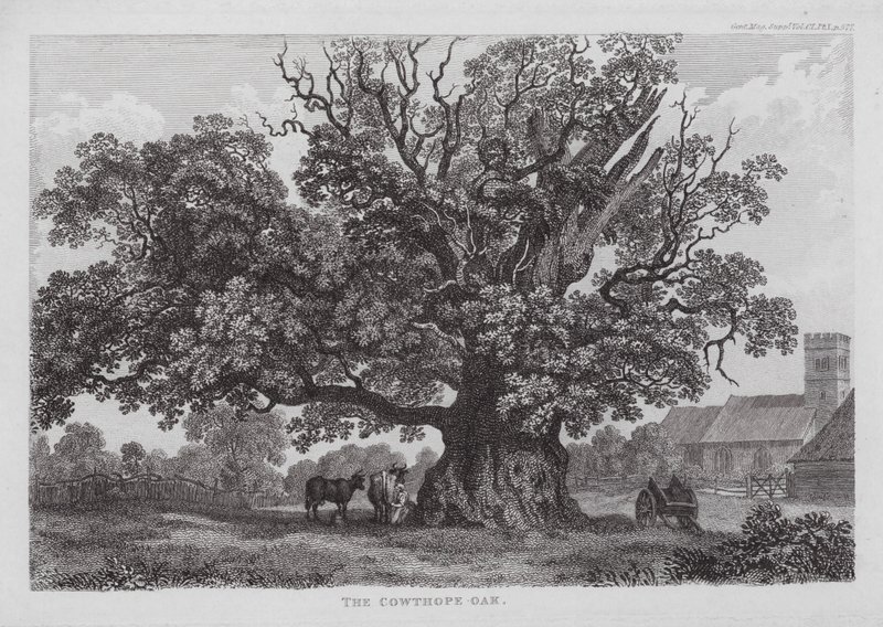 A Cowtope-tölgy (metszet) alkotó: English School