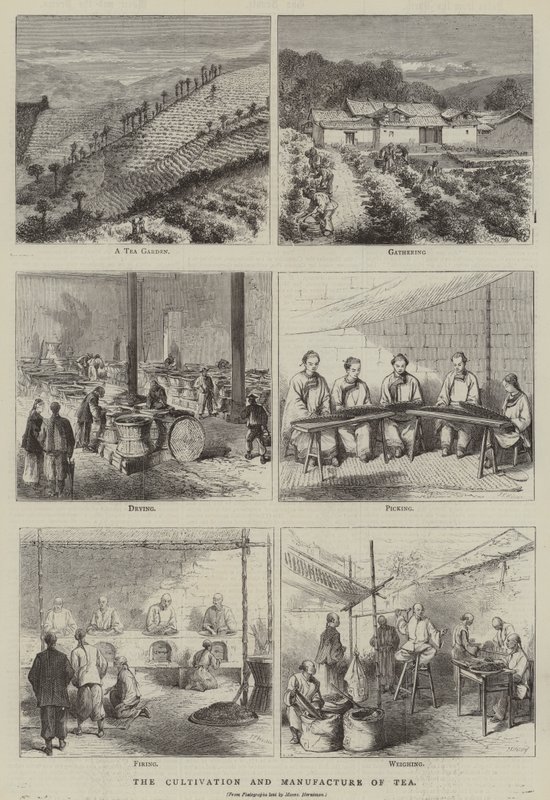 A tea termesztése és előállítása (metszet) alkotó: English School