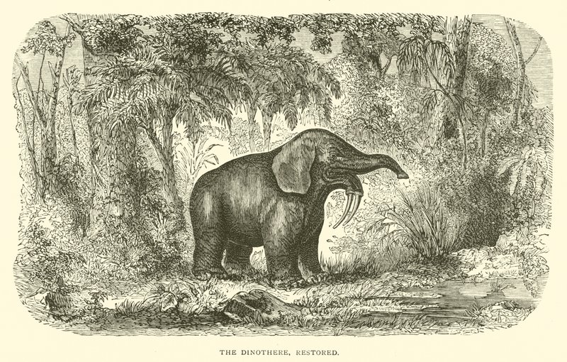 A Dinothere, restaurált (metszet) alkotó: English School