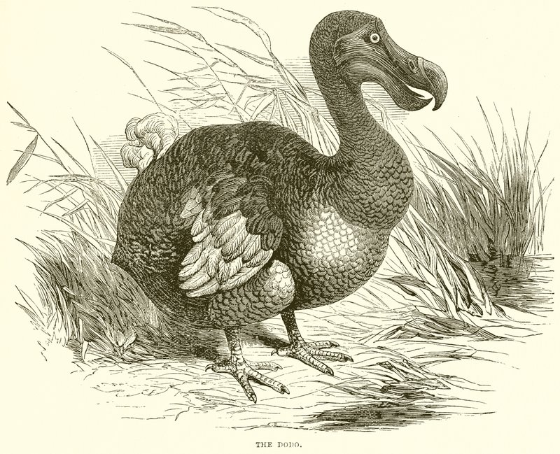 A Dodo alkotó: English School