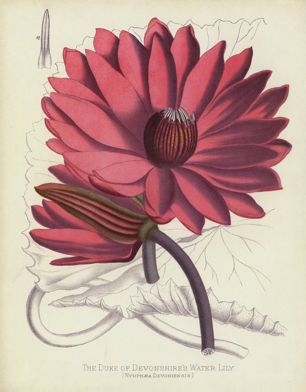 Devonshire hercege tavirózsa, Nymphaea Devoniensis alkotó: English School