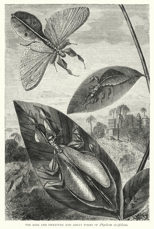 A Phyllium siccifolium tojásai, éretlen és kifejlett formái (metszet) alkotó: English School