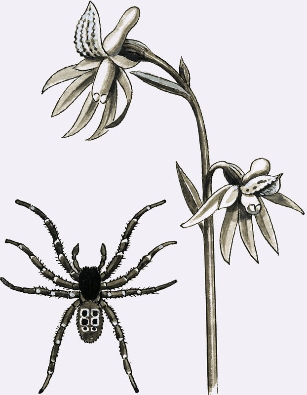 Az Eresus pók és egy szűkös Spurred Coral Root vagy Ghost Orchidea alkotó: English School