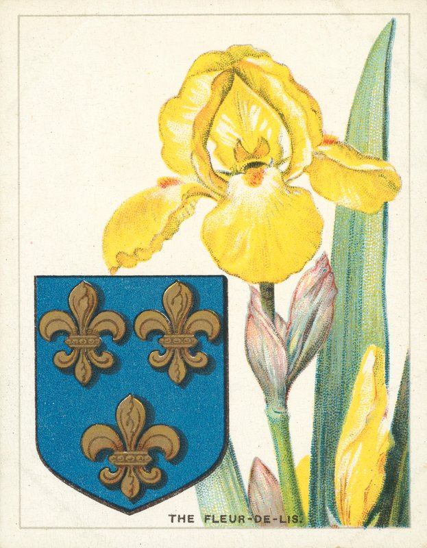A Fleur-de-lis (chromolitho) alkotó: English School