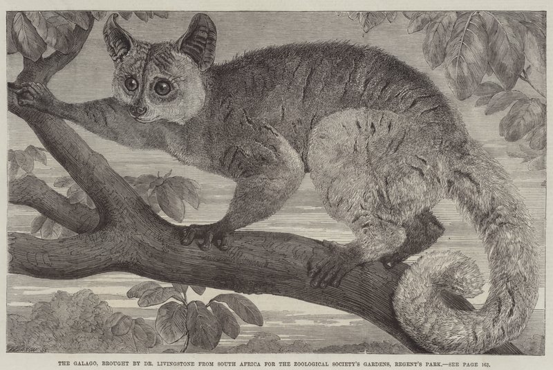 A Galago, amelyet Dr. Livingstone hozott Dél-Afrikából a Regent