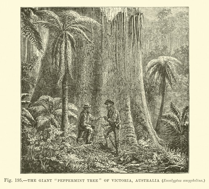 Az óriás borsmentafa, Victoria, Ausztrália, Eucalyptus amygdalina alkotó: English School