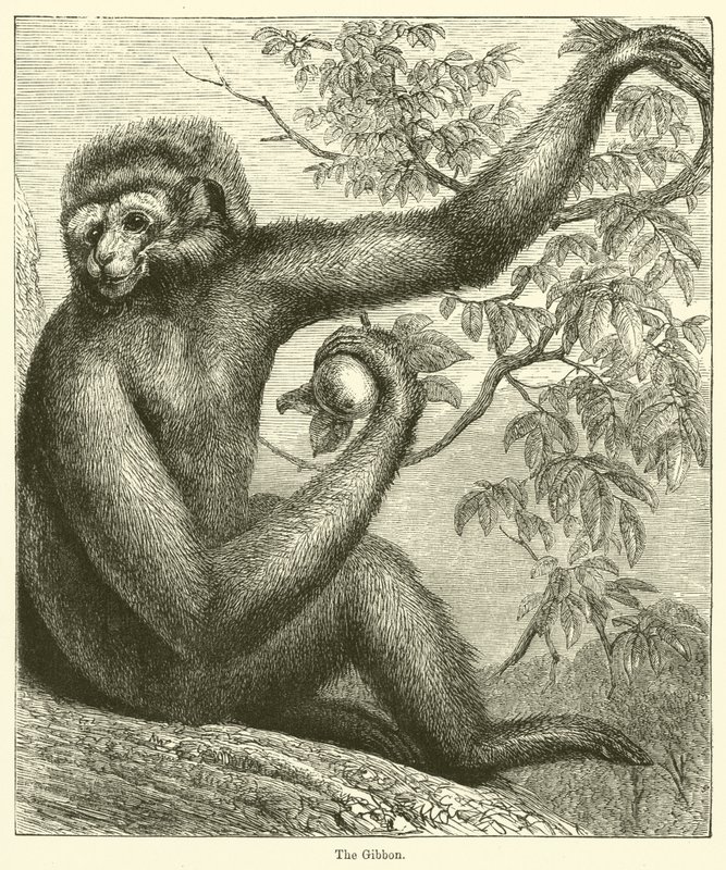 A Gibbon (metszet) alkotó: English School