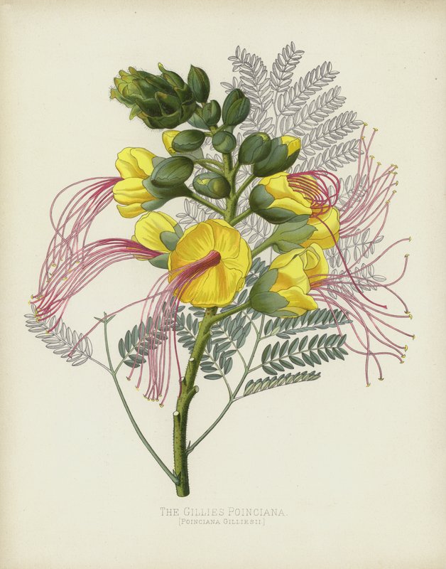 The Gillies Poinciana, Poinciana Gilliesii alkotó: English School