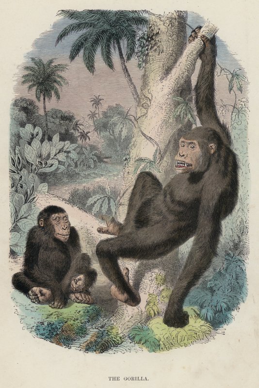 A Gorilla (színes metszet) alkotó: English School