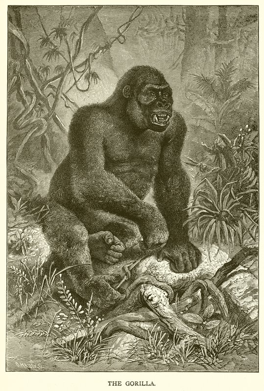 A Gorilla alkotó: English School