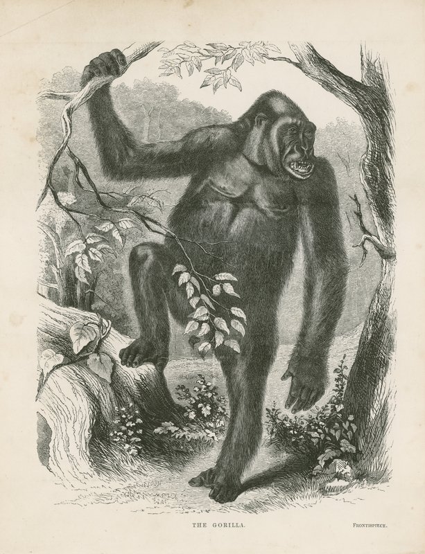A Gorilla, az Egyenlítői Afrikában végzett felfedezések és kalandok frontképe, Paul B du Chaillu alkotó: English School