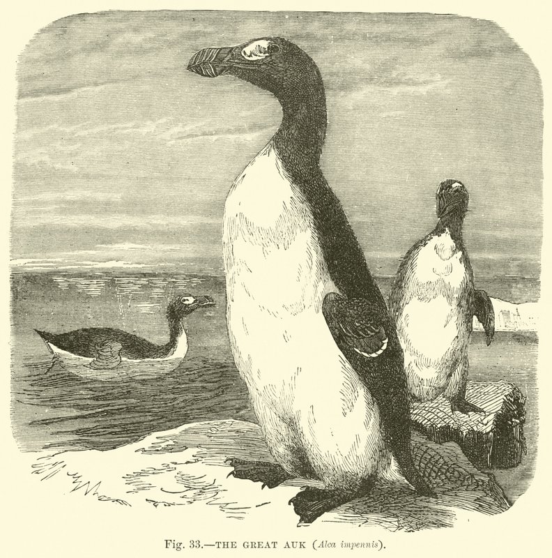 A Nagy Auk, Alca impennis alkotó: English School