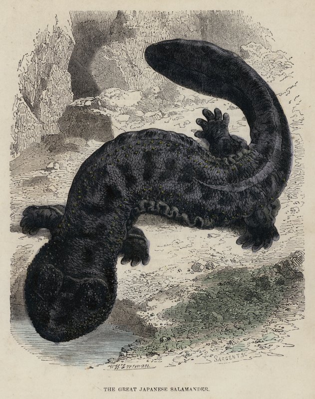 A nagy japán szalamandra (színes metszet) alkotó: English School
