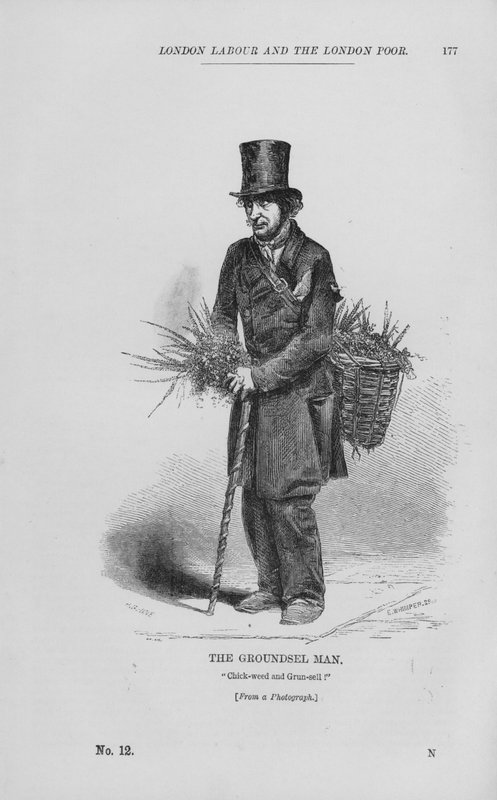 The Groundsel Man (metszet) alkotó: English School